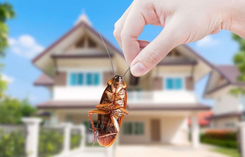 Pest Control